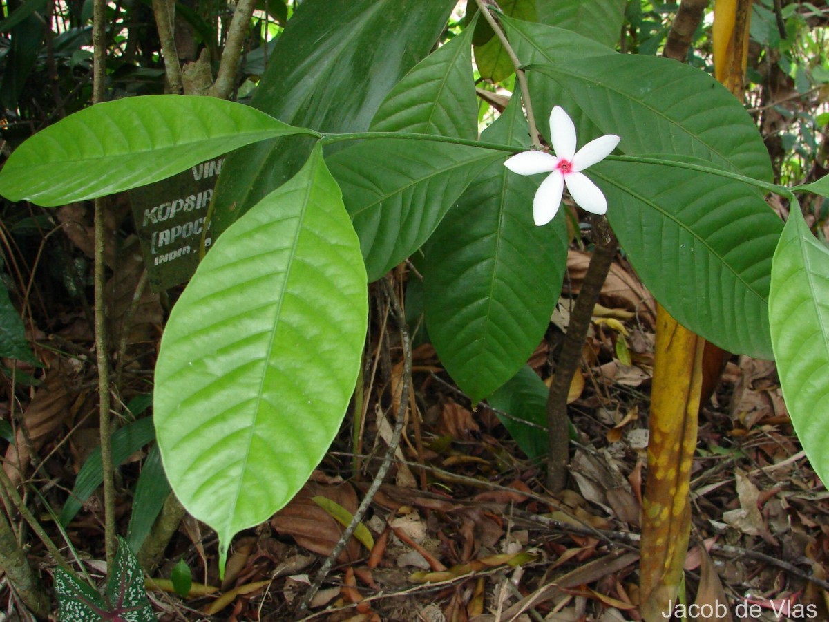 Kopsia fruticosa (Roxb.) A.DC.